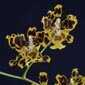 lophiaris crispiflora