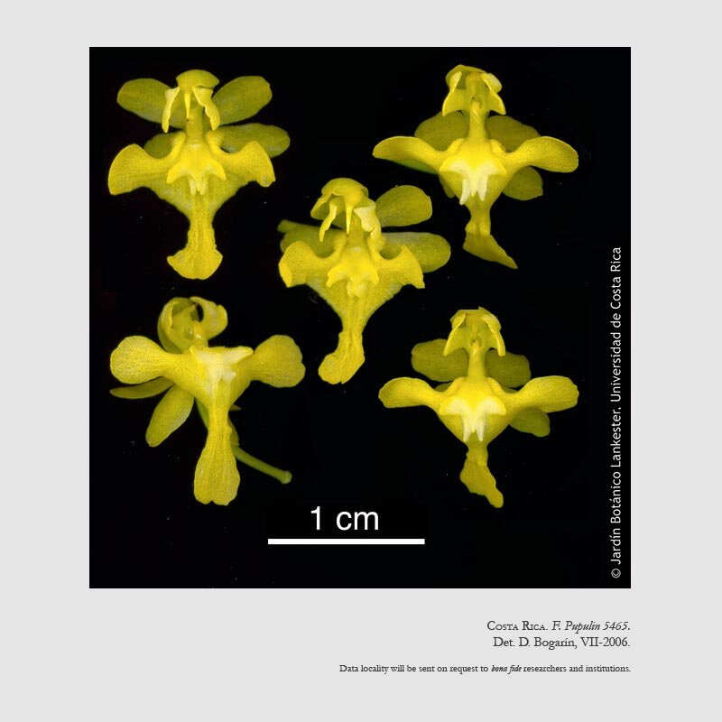 Oncidium cheirophorum